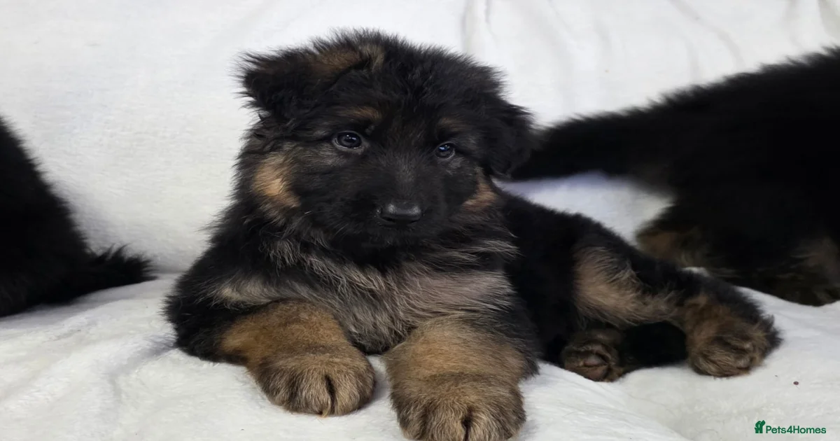 german-shepherd-puppies-for-sale-puppies-for-sale-pets4homes