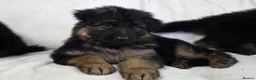 German Shepherd dogs for sale: Gorgeous German Shepherd Puppies For Sale - Advert 1