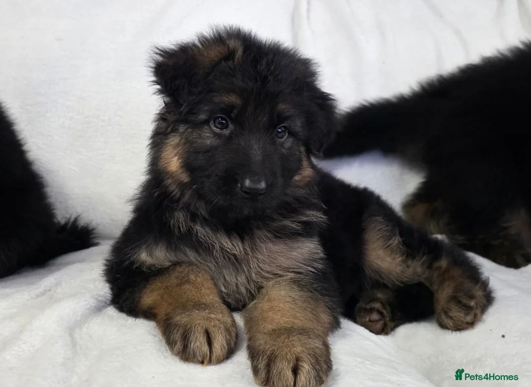 German Shepherd dogs for sale: Gorgeous German Shepherd Puppies For Sale - Advert 1