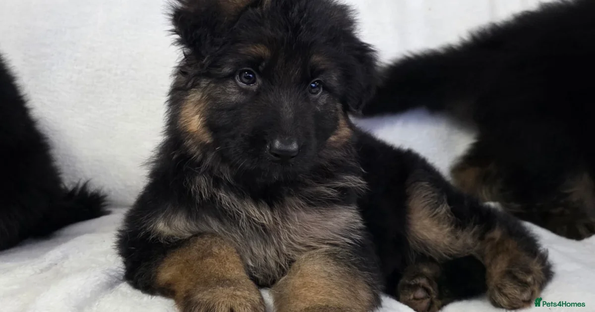 German Shepherd Puppies For Sale Puppies For Sale Pets4Homes german-shepherd-puppies-for-sale-puppies-for-sale-pets4homes