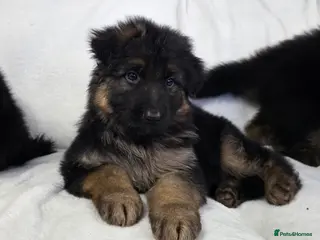 German Shepherd dogs for sale: Gorgeous German Shepherd Puppies For Sale - Advert 1