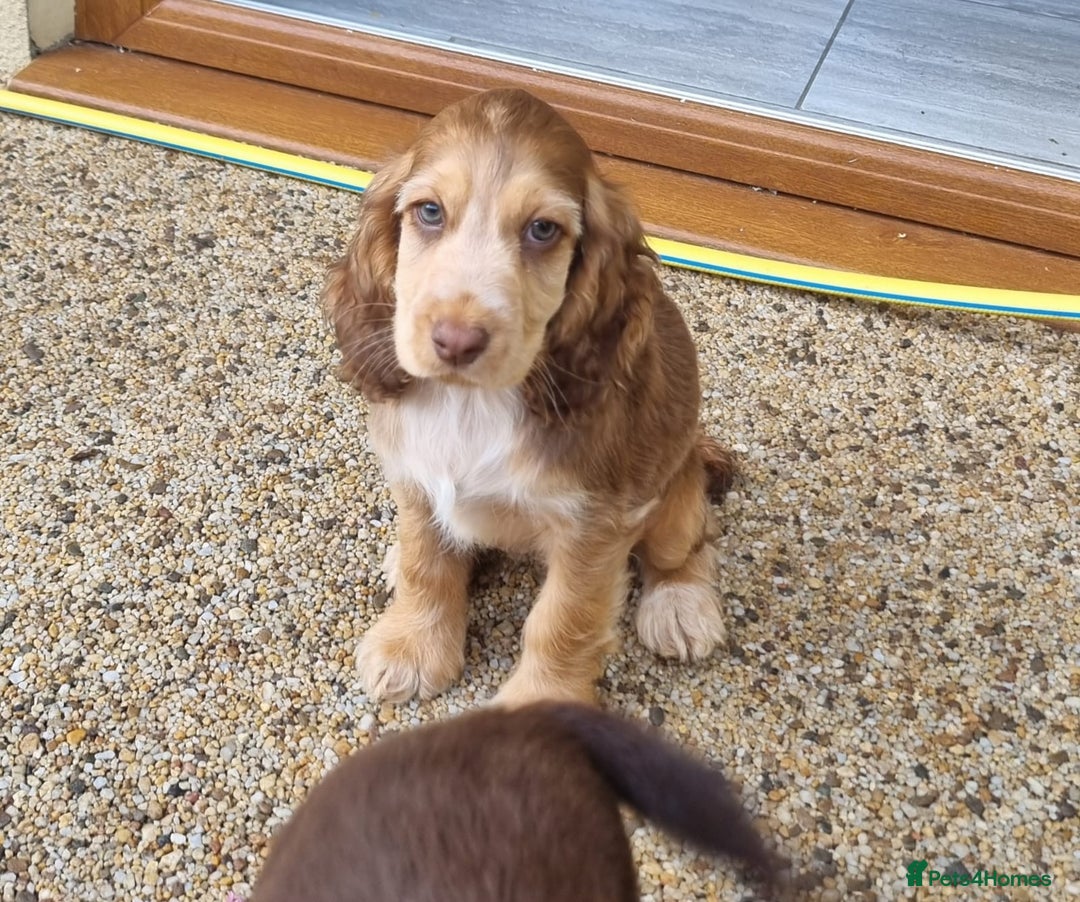 Cocker Spaniel dogs for sale: Gorgeous Chocolate & Sable Show Cocker Pups Ready - Image 34