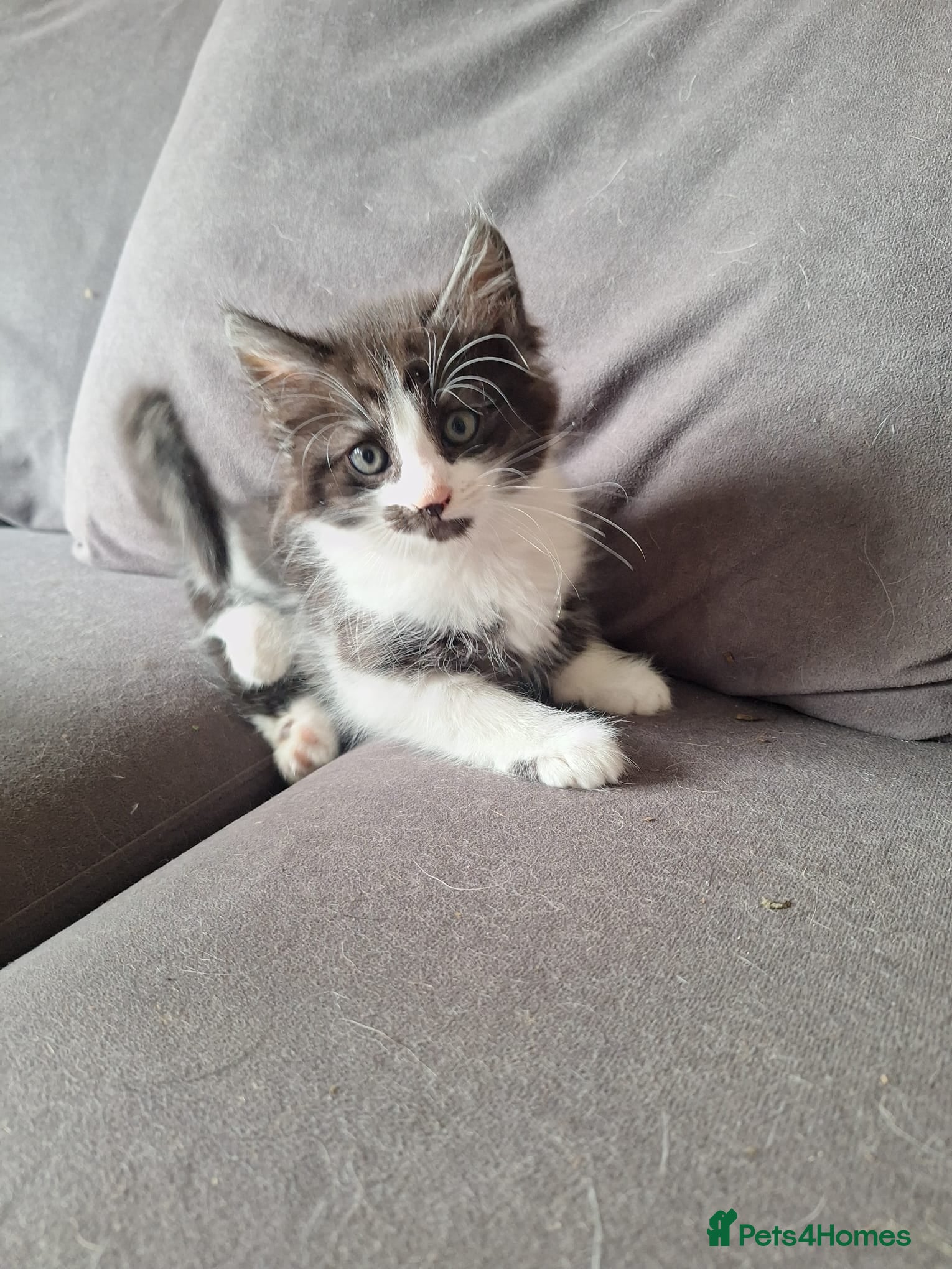 Mixed Breed cats Bengal mix - beautiful kittens  - Advert 17