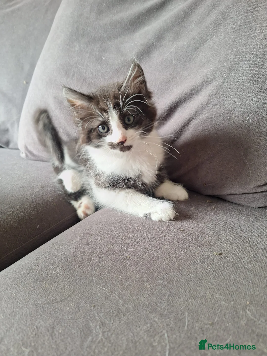 Mixed Breed cats for sale: Bengal mix - beautiful kittens  - Advert 1
