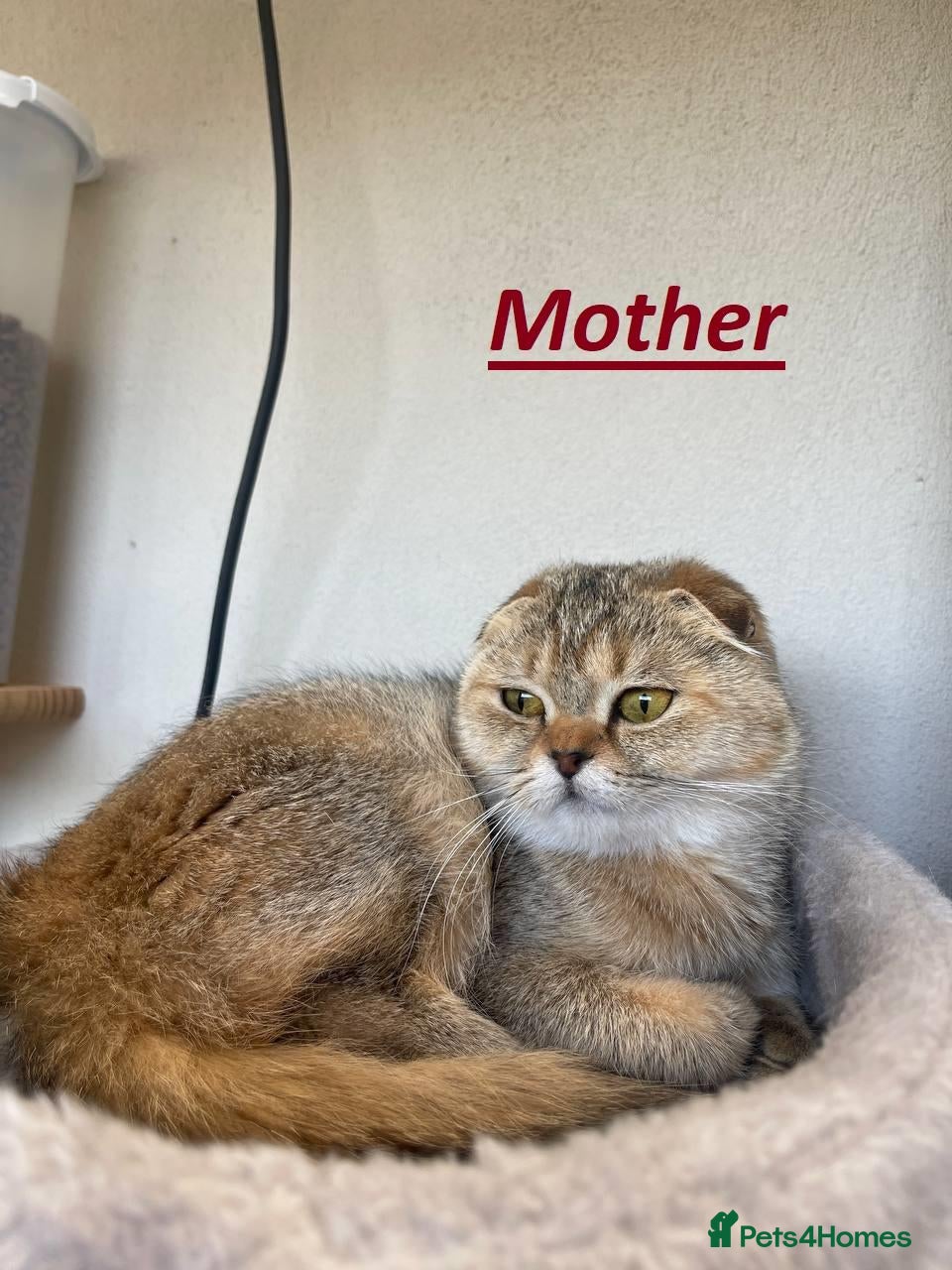Scottish Fold cats TICA Scottish Straight Boy–Champion Bloodlines - Advert 1