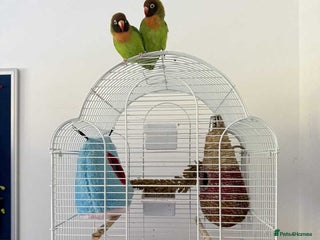 Lovebirds birds for sale: Pair of femal love birds (both laying eggs). - Advert 1