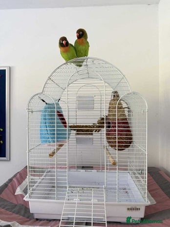 Lovebirds birds Pair of femal love birds (both laying eggs). - Advert 1