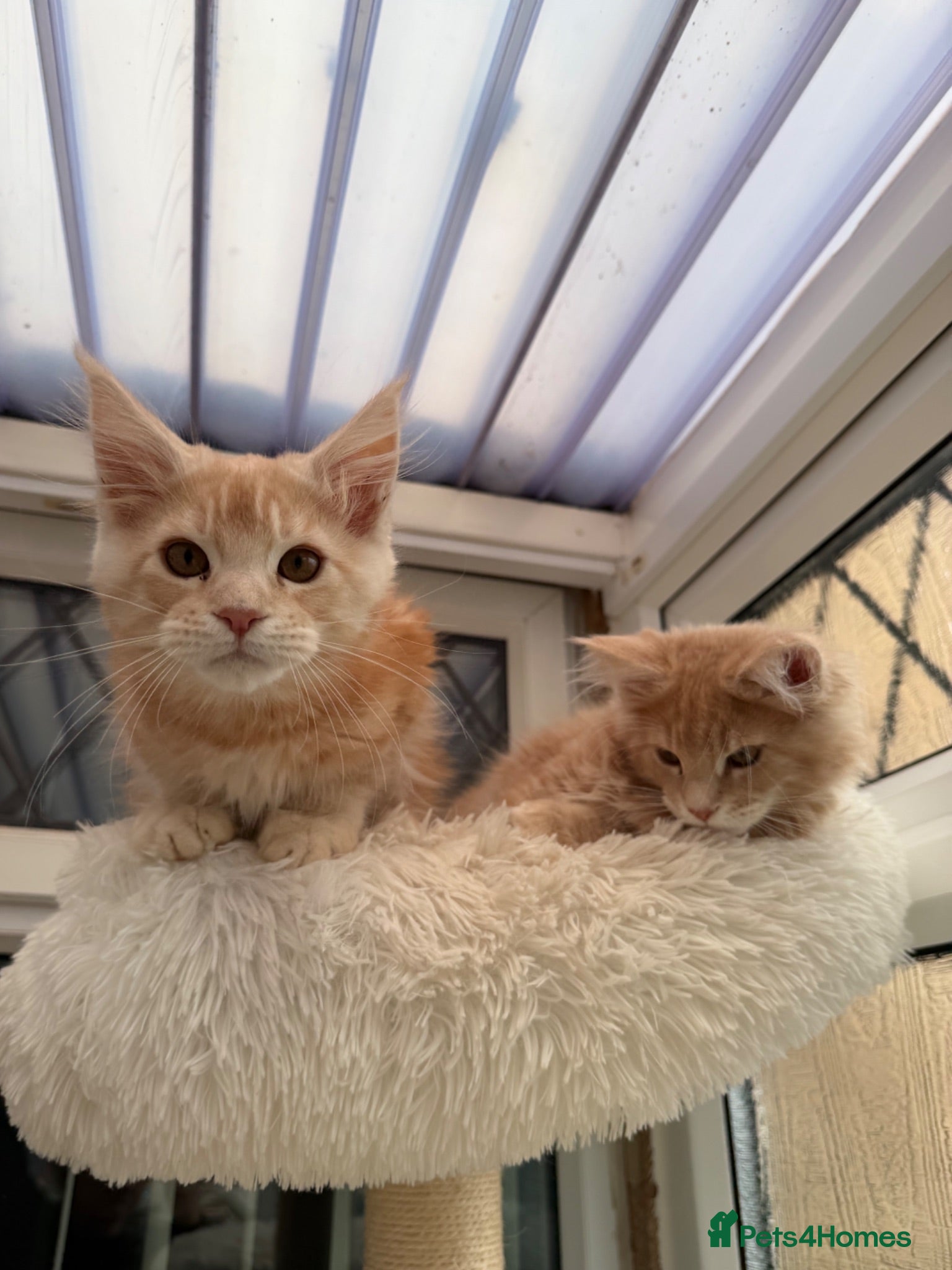 Maine Coon cats XL TICA Maine coon kittens READY TO GO - Advert 1