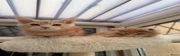 Maine Coon cats for sale: XL TICA Maine coon kittens - Advert 2