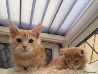 Maine Coon cats XL TICA Maine coon kittens READY TO GO - Advert 2