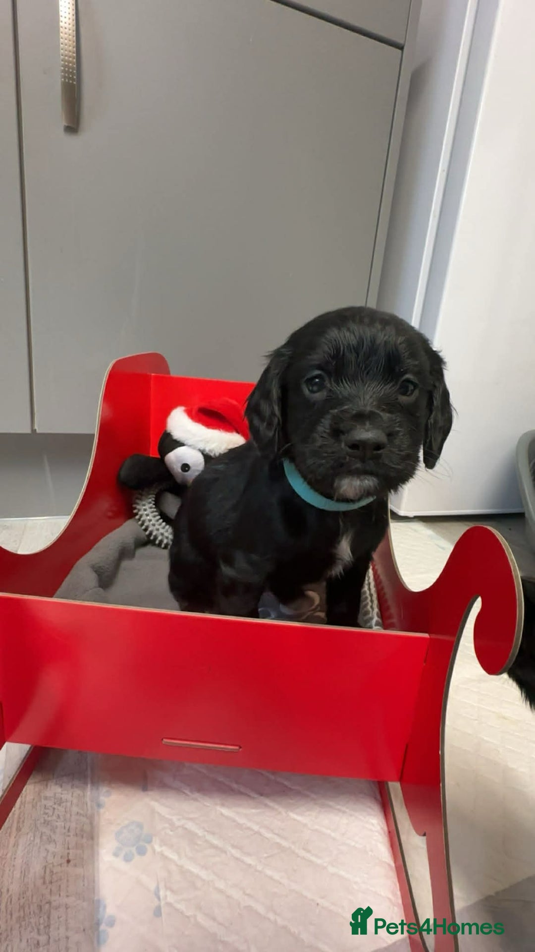 Sprocker dogs for sale: F2 sprockers puppies  - Advert 4