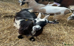 Goats livestock for sale: Reg Pygmy Nanny Goats  - Image 5