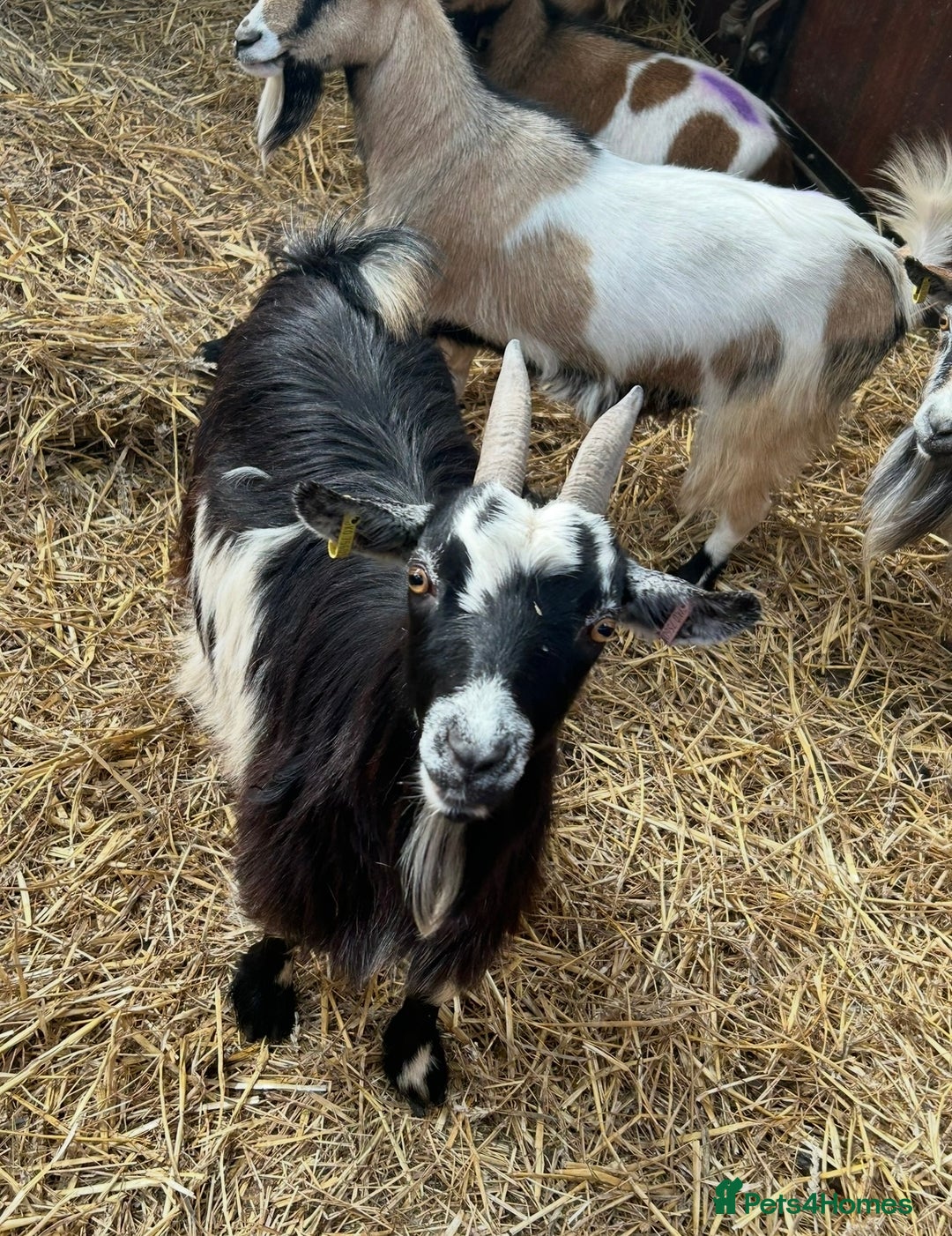 Goats livestock for sale: Reg Pygmy Nanny Goats  - Image 5