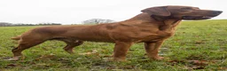 Labrador Retriever dogs for stud: Fox Red Labrador Fully Health Tested KC Registered - Advert 3