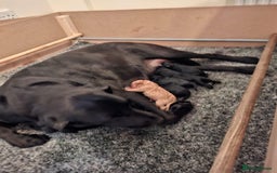 Labrador Retriever dogs for sale: Labrador Puppies - Image 6