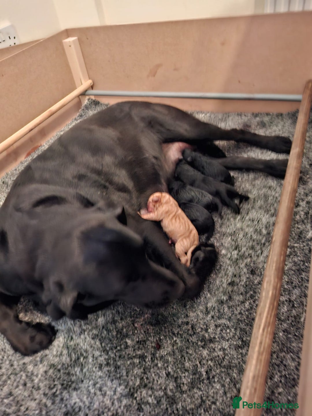 Labrador Retriever dogs for sale: Labrador Puppies - Image 6