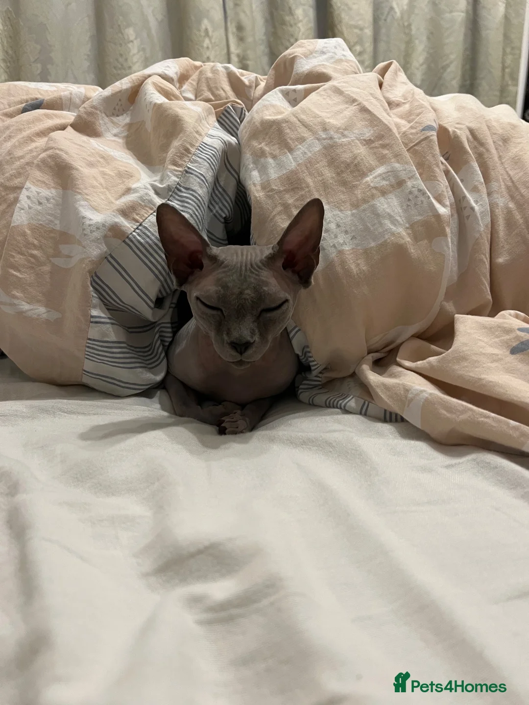 Sphynx cats for sale: Loving Grey Sphynx Girl Looking for a New Home in Derby - Advert 2