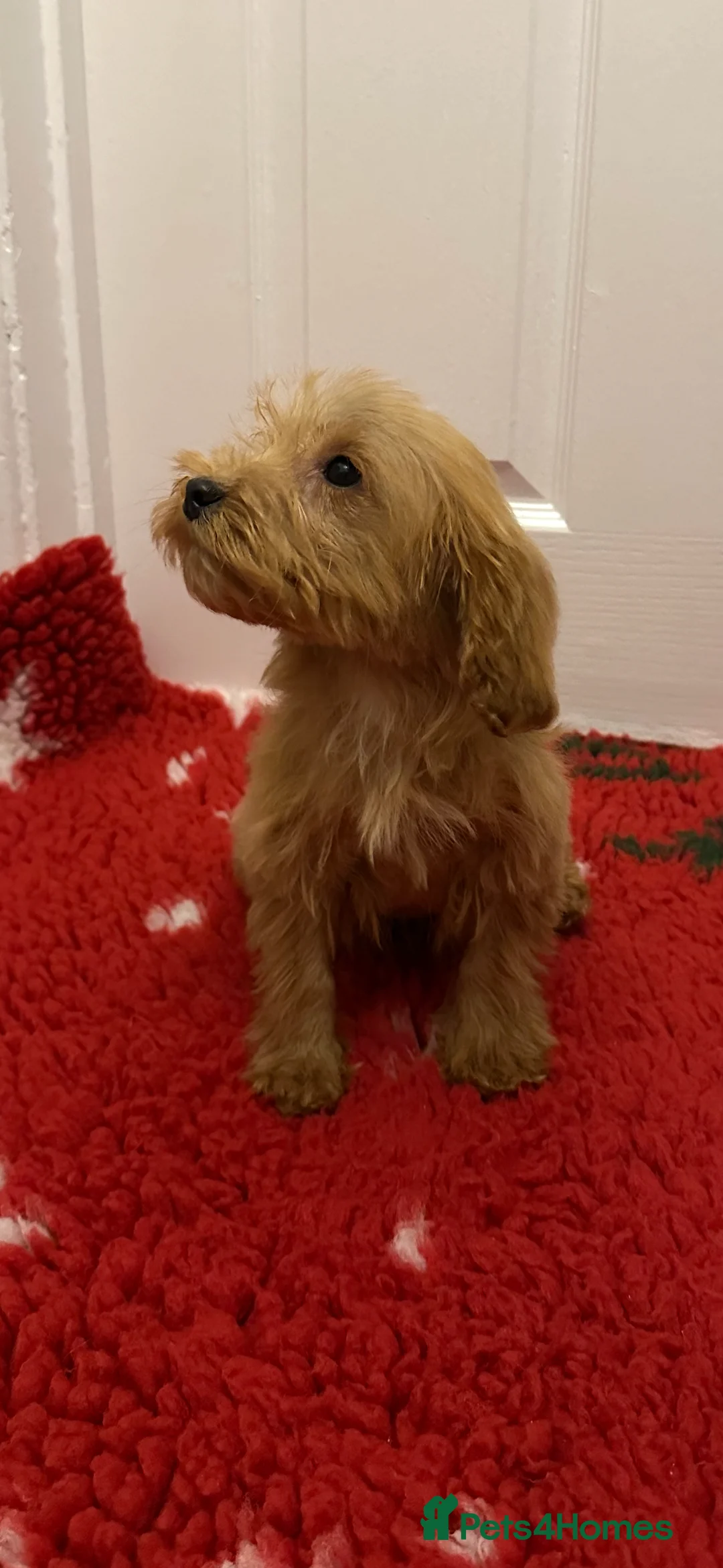 Cockapoo dogs for sale:  one gold girl available  - Advert 6
