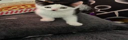Mixed Breed cats for sale: 2 kittens ready to be homed  - Advert 3