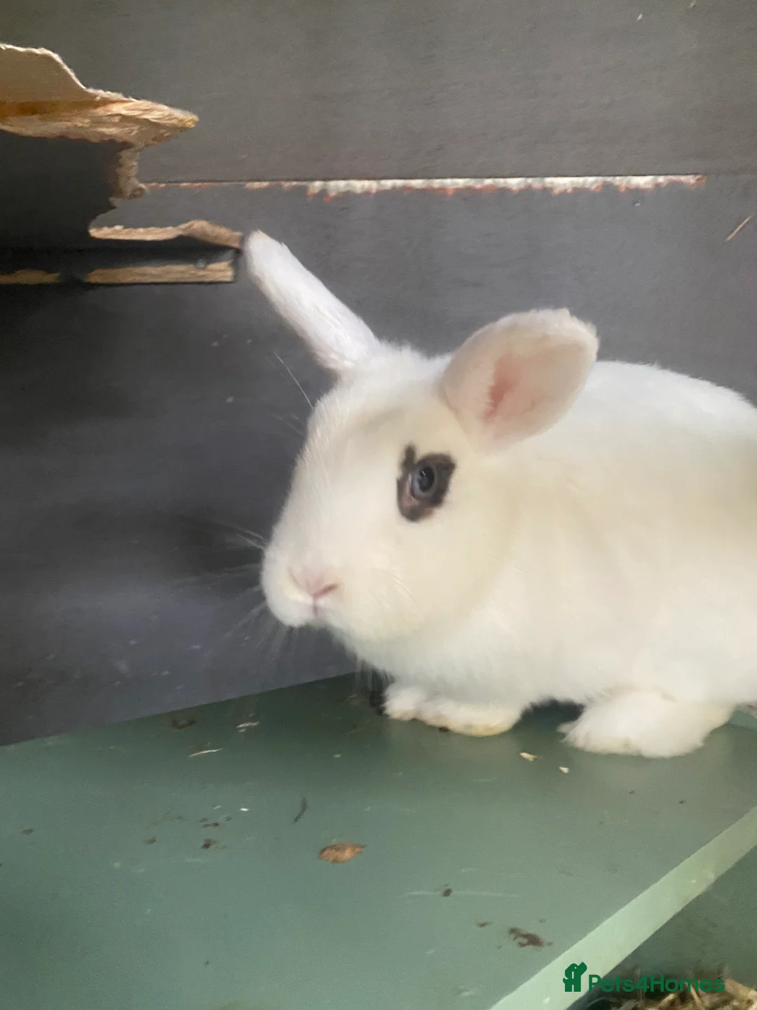 Mixed Breed rabbits for sale: Gorgeous pair of buns - Advert 2