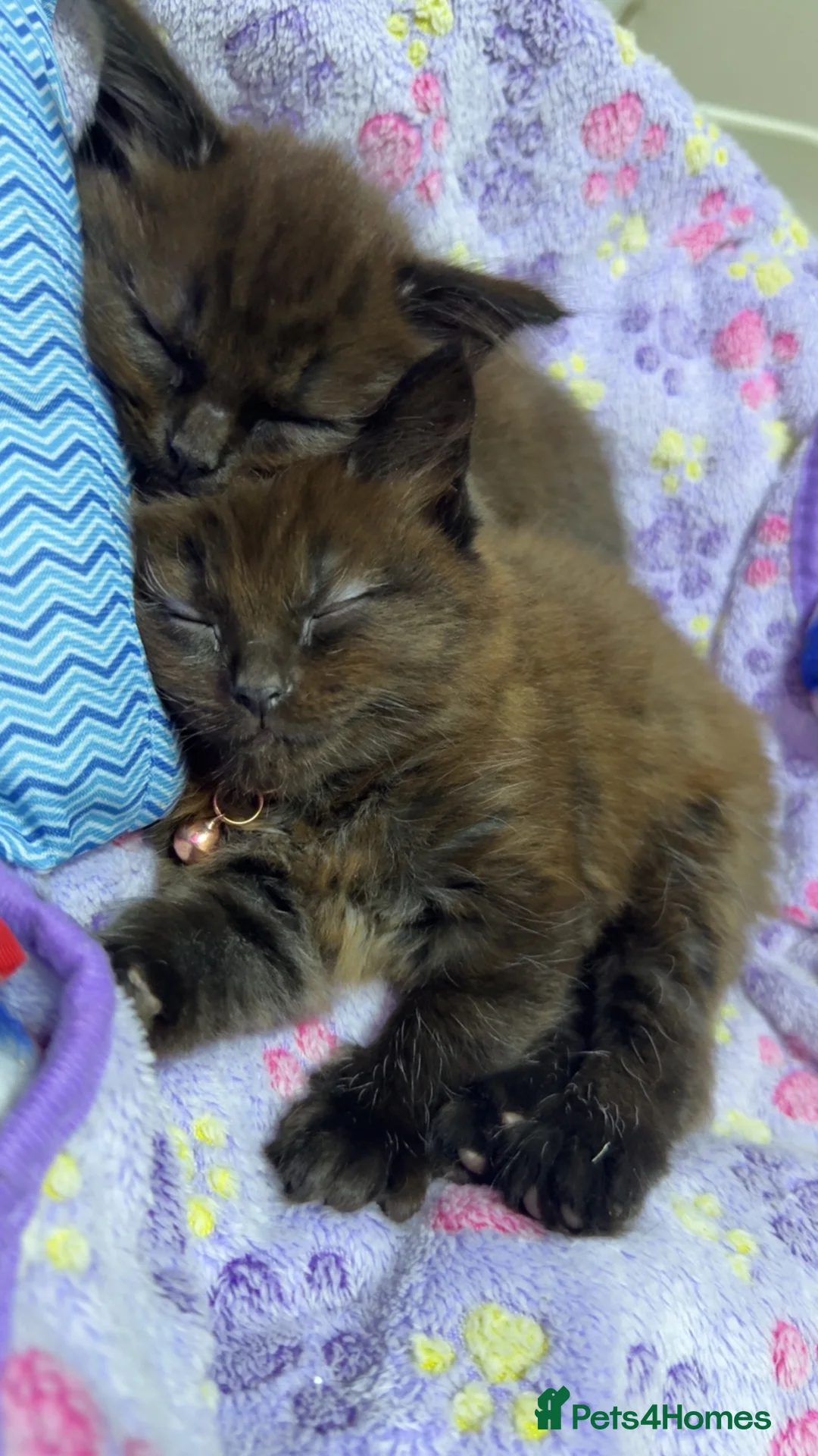 Mixed Breed cats for sale: Female kitten. - Advert 4