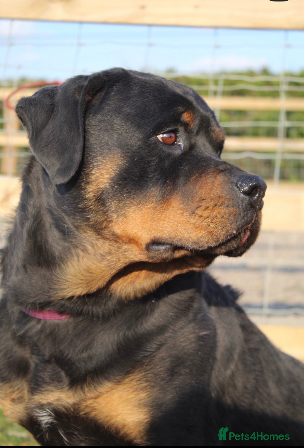 Rottweiler dogs KC ROTTWEILER PUPPIES DUE SOON  - Advert 2