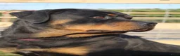 Rottweiler dogs for sale: KC ROTTWEILER PUPPIES DUE SOON  - Advert 2