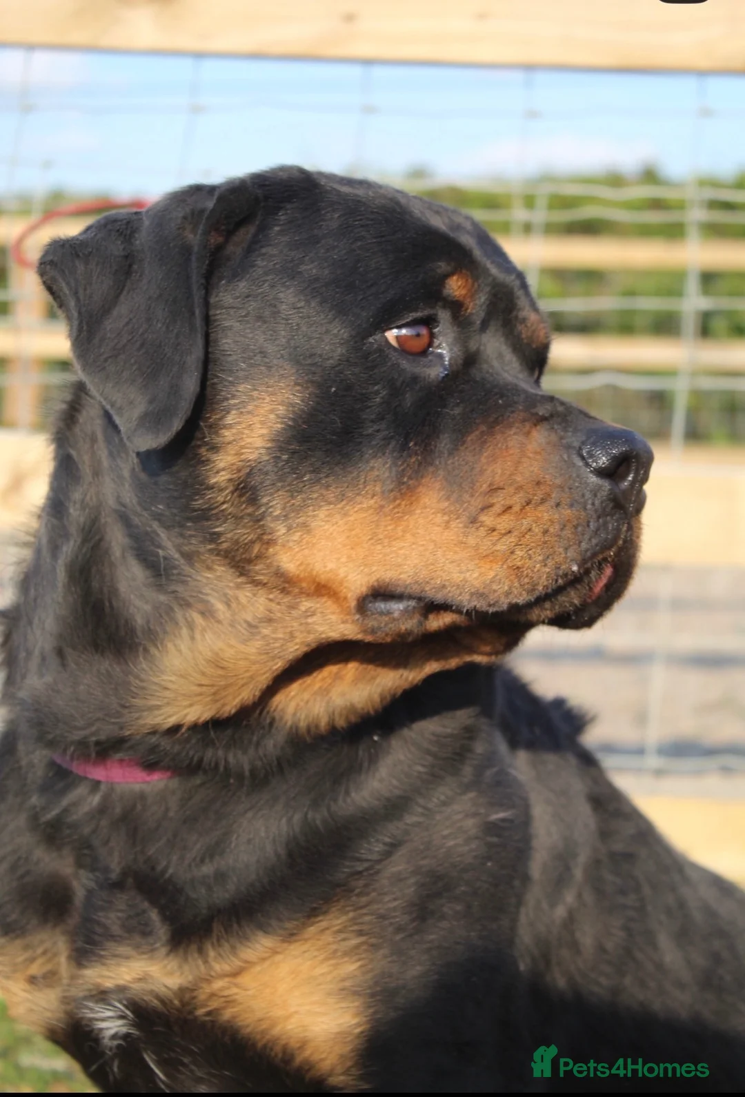 Rottweiler dogs for sale: KC ROTTWEILER PUPPIES DUE SOON  - Advert 2