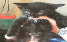 Mixed Breed cats for sale: Moggie Kittens - Image 5