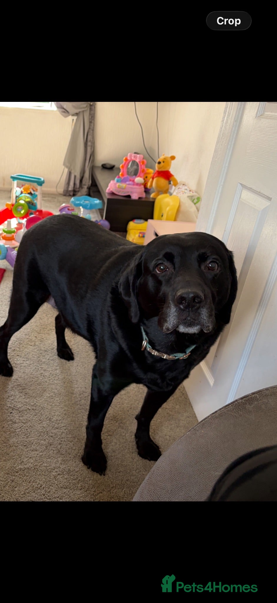 Labrador Retriever dogs Loving and caring labrador - Advert 7