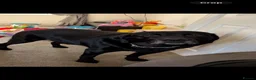 Labrador Retriever dogs for sale: Loving and caring labrador in Peterborough - Advert 1