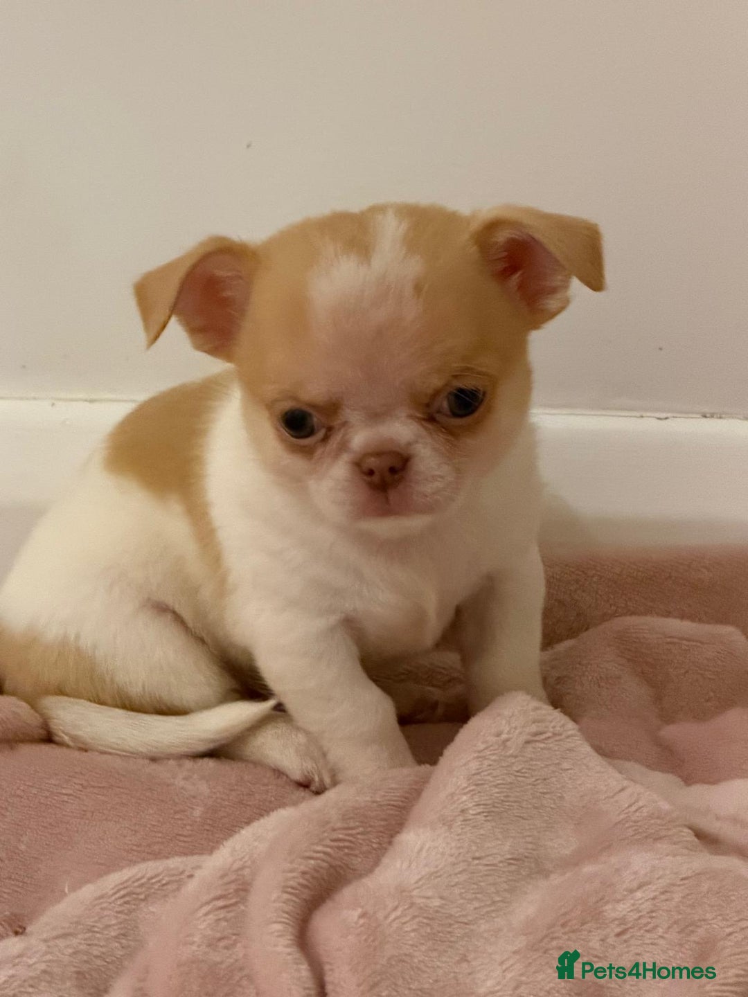 Chihuahua dogs for sale: Kc chihuahua puppies Russian and Ukraine lines - Advert 13