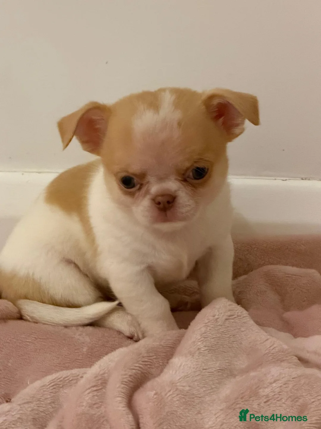 Chihuahua dogs for sale: Kc chihuahua puppies Russian and Ukraine lines - Advert 13