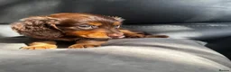 Miniature Dachshund dogs for sale: KC reg Mini long haired dachshunds  in Nottingham - Advert 14