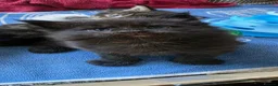 Maine Coon cats for sale: Two beautiful Maine Coon Kittens  in Ashford - Advert 22