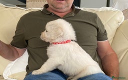 Golden Retriever dogs for sale: Fabulous golden retriever puppies  - Image 18