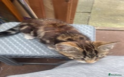 Mixed Breed cats for sale: One kitten  - Image 4