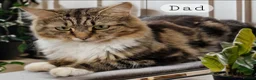 Mixed Breed cats for sale: 3 beautiful long hair kittens - Advert 11