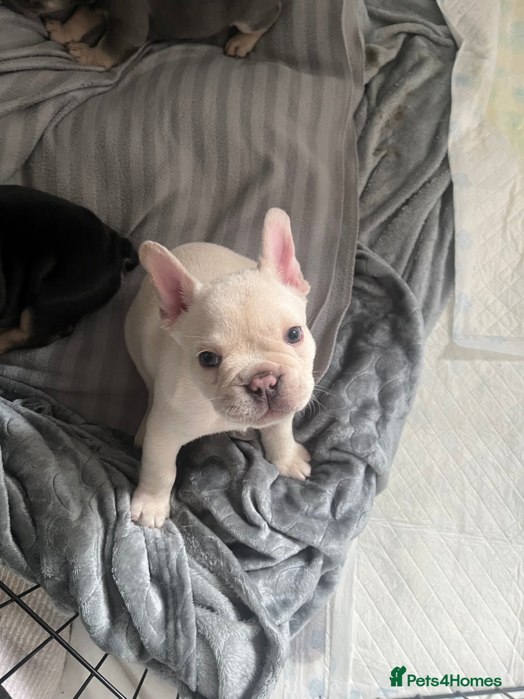 French Bulldog dogs for sale: London’s French Bulldog Puppies 🏴󠁧󠁢󠁥󠁮󠁧󠁿 - Advert 12