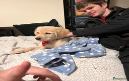 Golden Retriever dogs for sale: 6 Beautiful Golden Retrievers Puppies  - Image 17