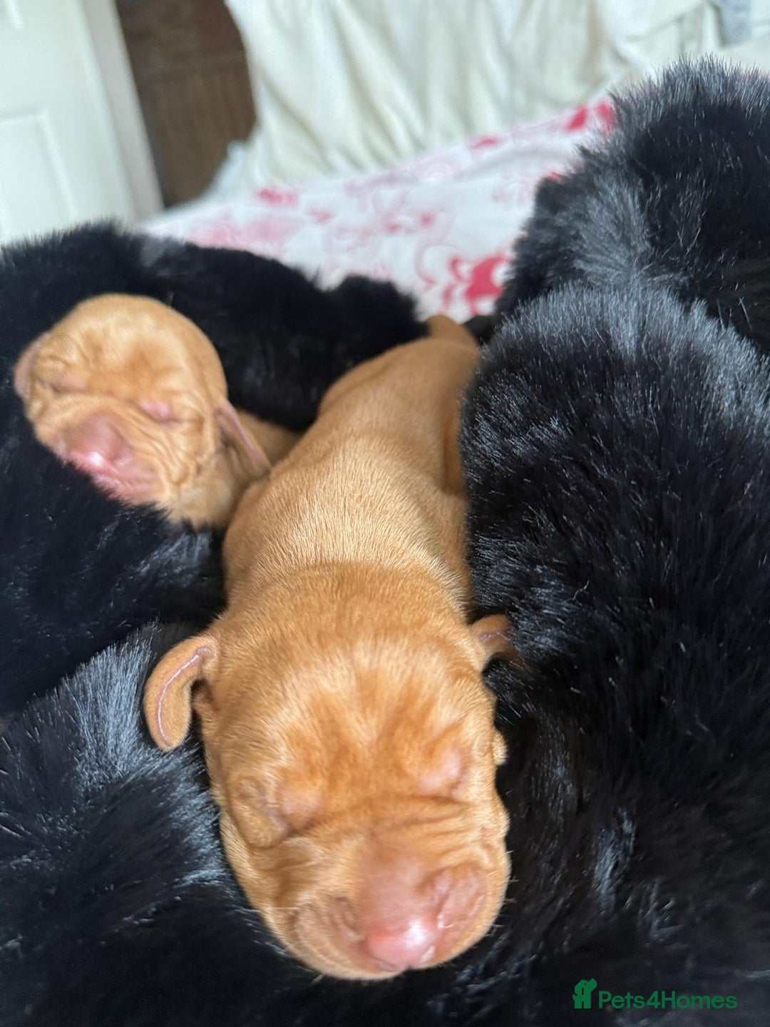 Hungarian Vizsla dogs for sale:  Adorable Vizsla Puppies for Sale🐶😍❤️ - Image 10