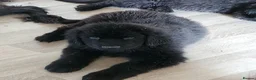 Newfoundland dogs for sale: 6 month old newfie bitch.  in Llangammarch Wells - Advert 4