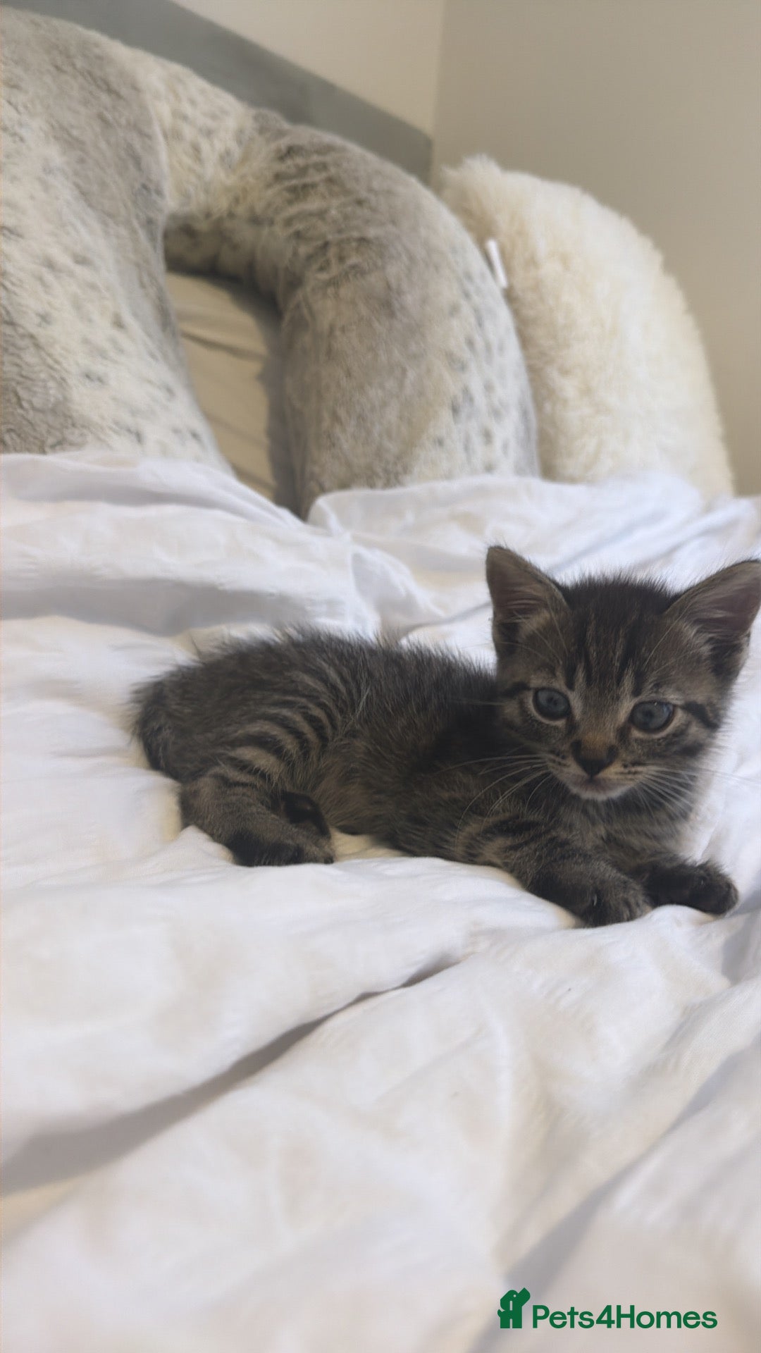 Mixed Breed cats Half ragdoll half bengal kitten - Advert 6