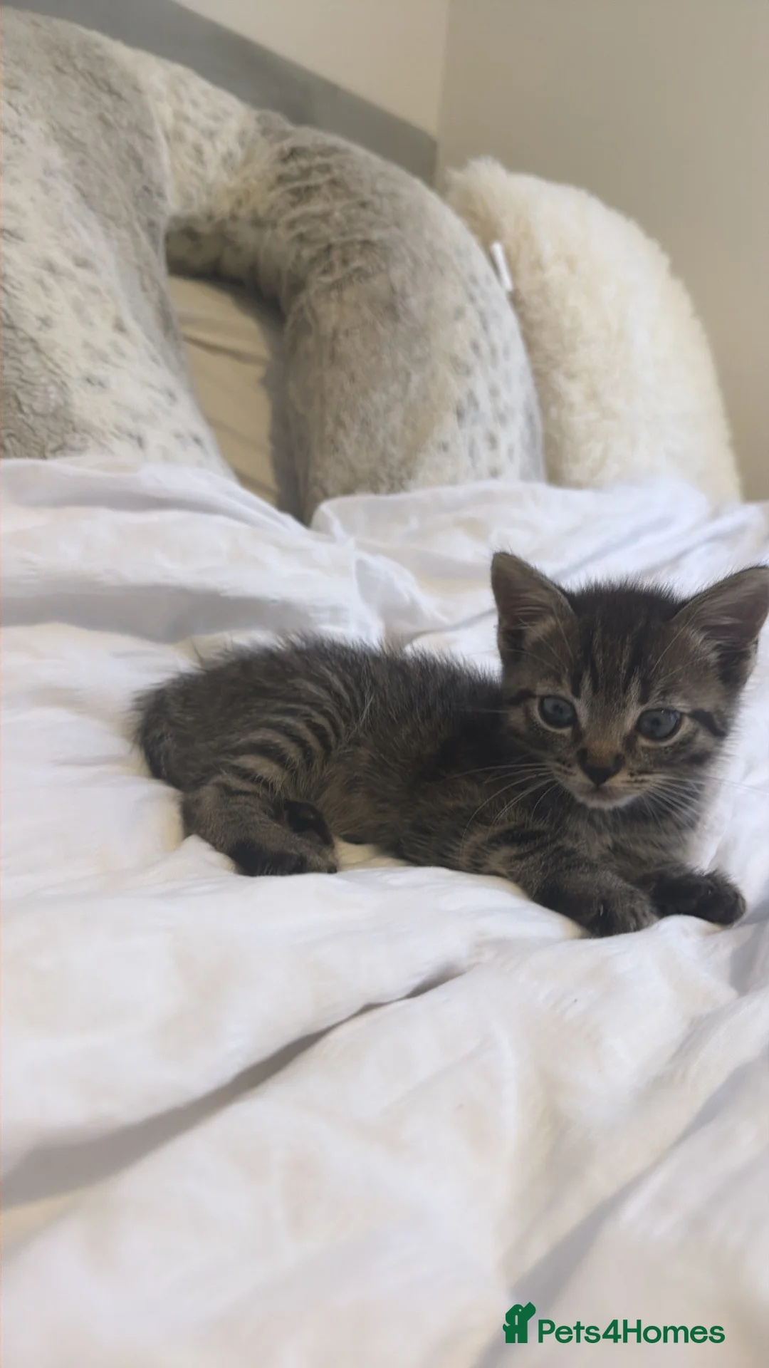 Mixed Breed cats for sale: Half ragdoll half bengal kitten - Advert 1