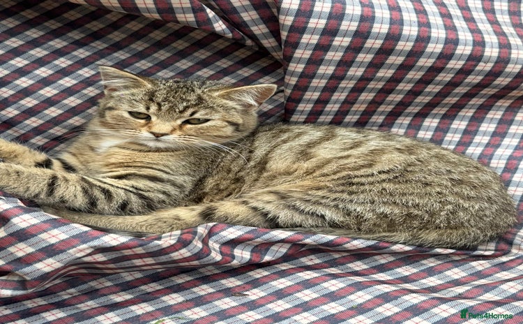 Persian cats in Bradford - Advert 5