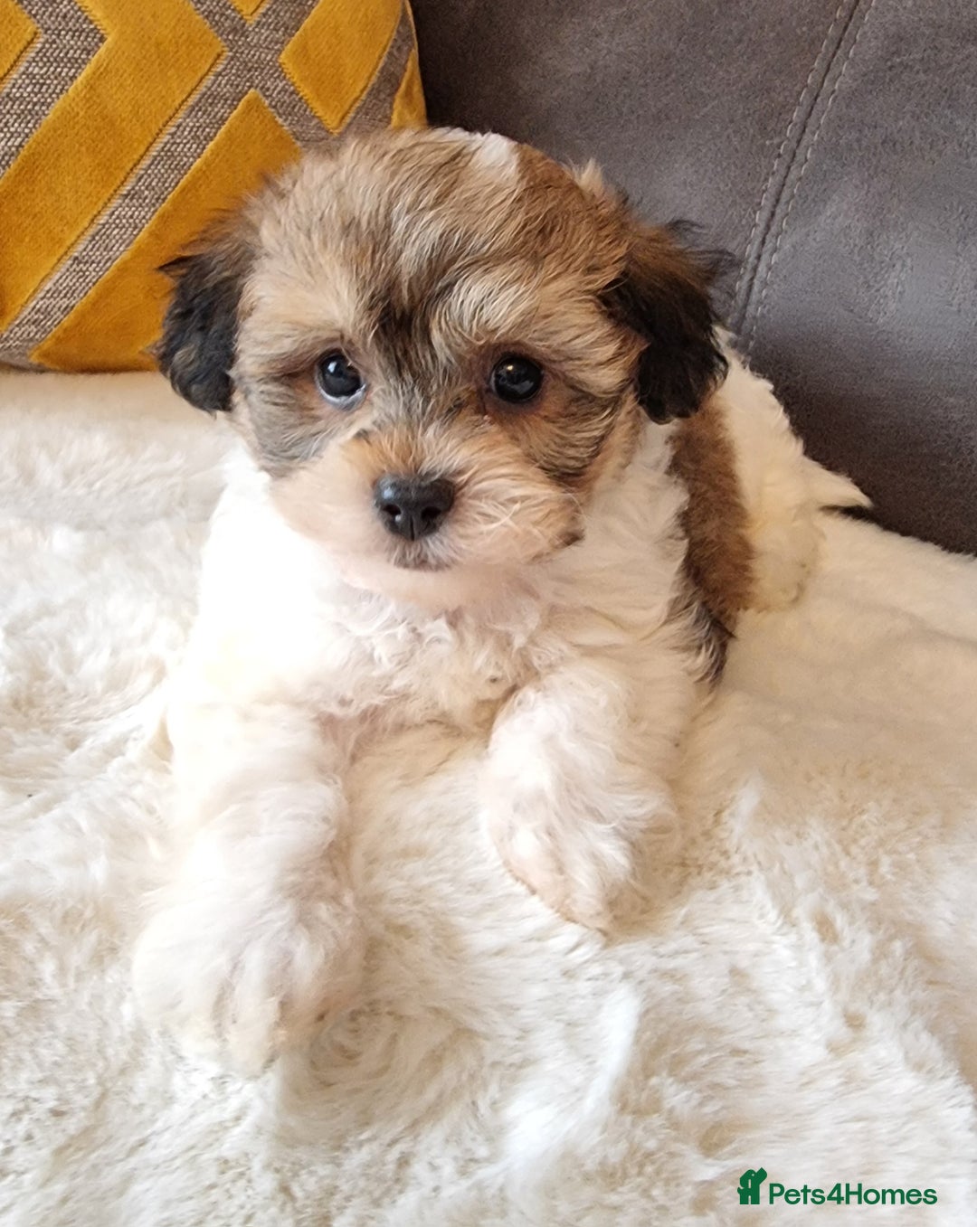 Shihpoo dogs for sale: Adorable little Shihpoo's, sold fully vaccinated - Image 32