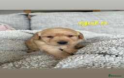Labradoodle dogs for sale: Red/Apricot Health Tested Miniature Labradoodles - Image 19