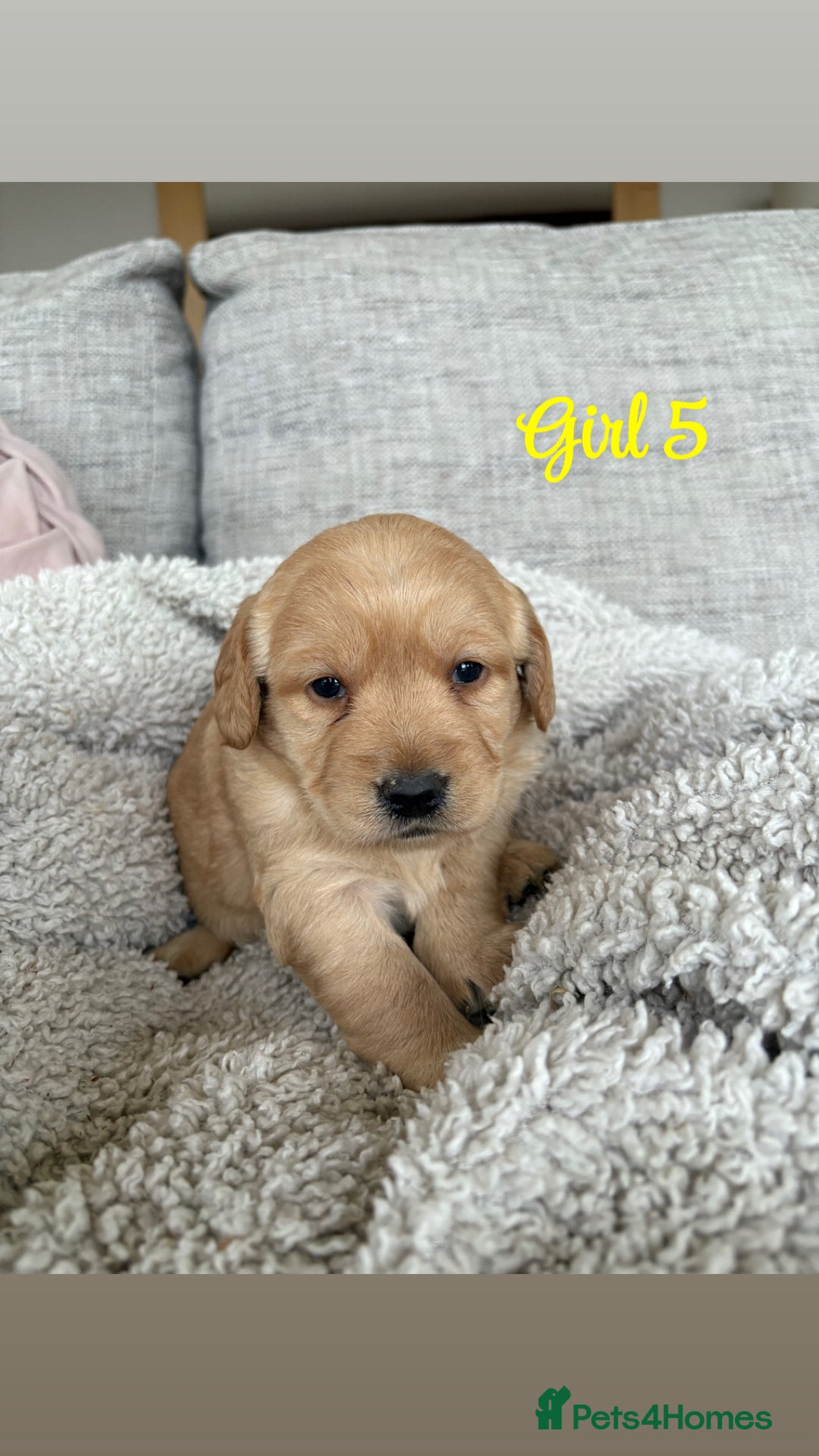 Labradoodle dogs for sale: Red/Apricot Health Tested Miniature Labradoodles - Image 19