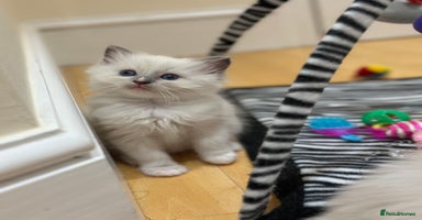 Ragdoll cats - Advert 12