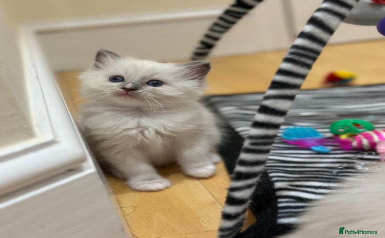 Ragdoll cats - Advert 10